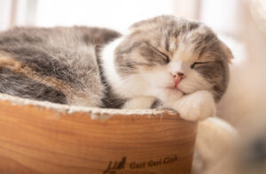 安心して眠る猫の写真