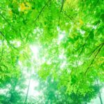 新緑のやわらかな光に包まれた風景。兵庫での再会とご縁を感じる春のイメージ