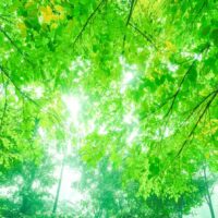 新緑のやわらかな光に包まれた風景。兵庫での再会とご縁を感じる春のイメージ