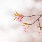 新城市の春のさくらの風景と新年度のイメージ