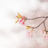 新城市の春のさくらの風景と新年度のイメージ