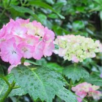 梅雨の季節に咲く淡いピンクのあじさいと、6月の心と体をいたわるセルフケアのイメージ